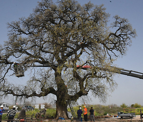 הסופה שהכניעה את העץ המפורסם מחורשת טל - אלון התבור בן 450 שנה